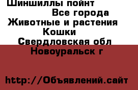 Шиншиллы пойнт ns1133,ny1133. - Все города Животные и растения » Кошки   . Свердловская обл.,Новоуральск г.